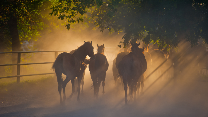 Paarden cremeren